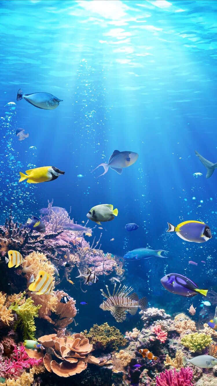 Sökinte Längre Än Denna Fridfulla Tropiska Akvarium Iphone-bakgrundsbild. Wallpaper