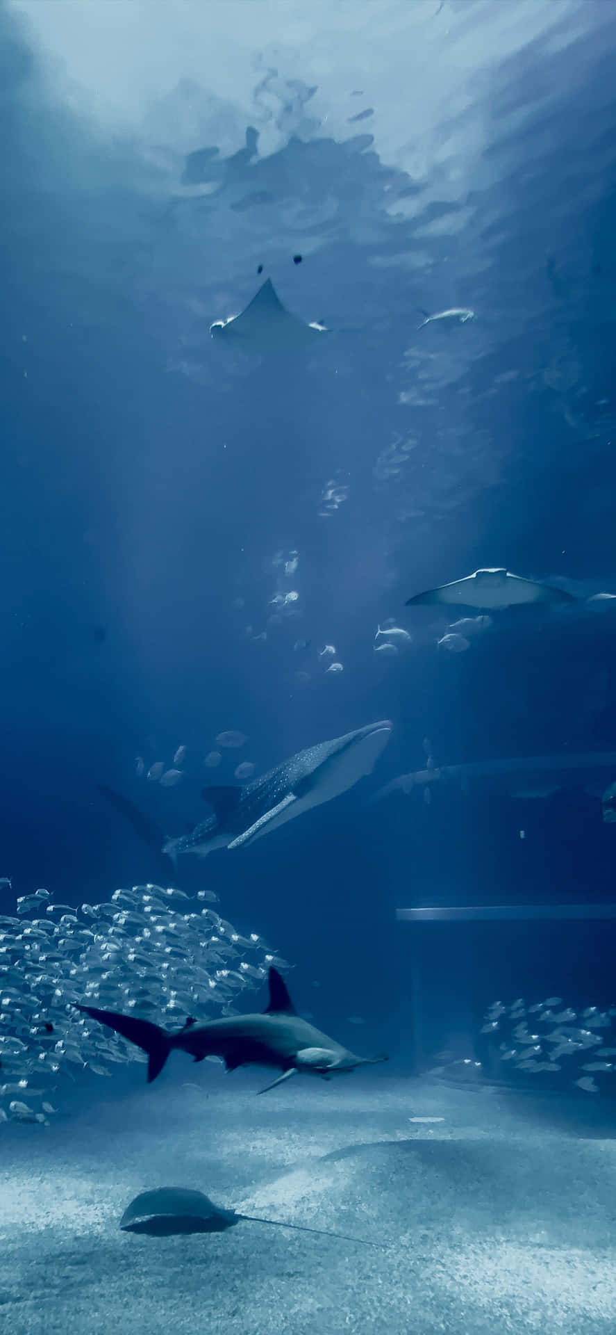 Dyk ned i skønheden af akvatiske liv med en Akvarium Iphone. Wallpaper