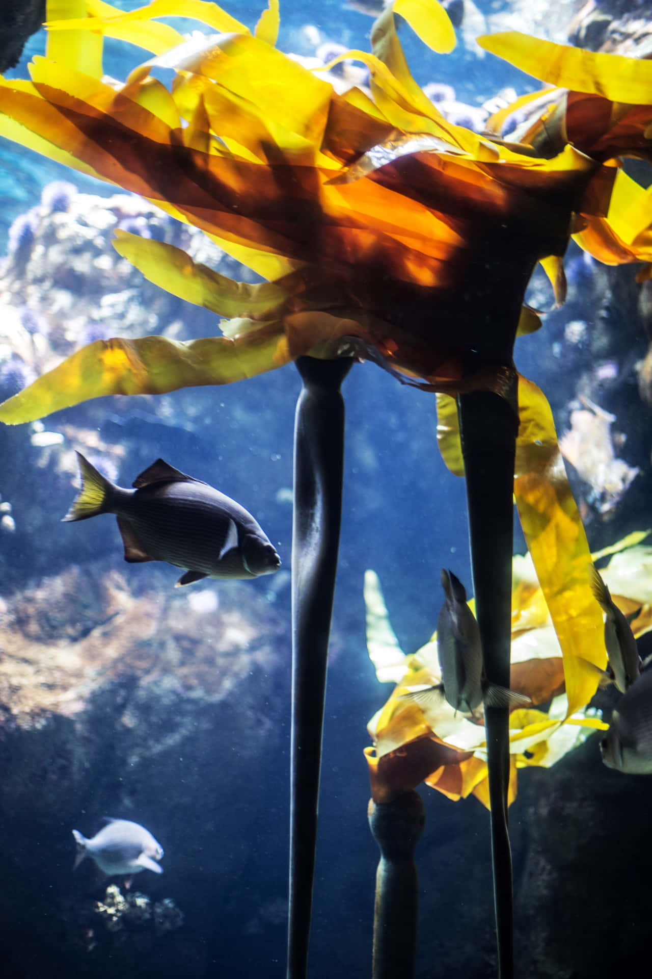 Scène De Forêt De Varech D'aquarium Fond d'écran