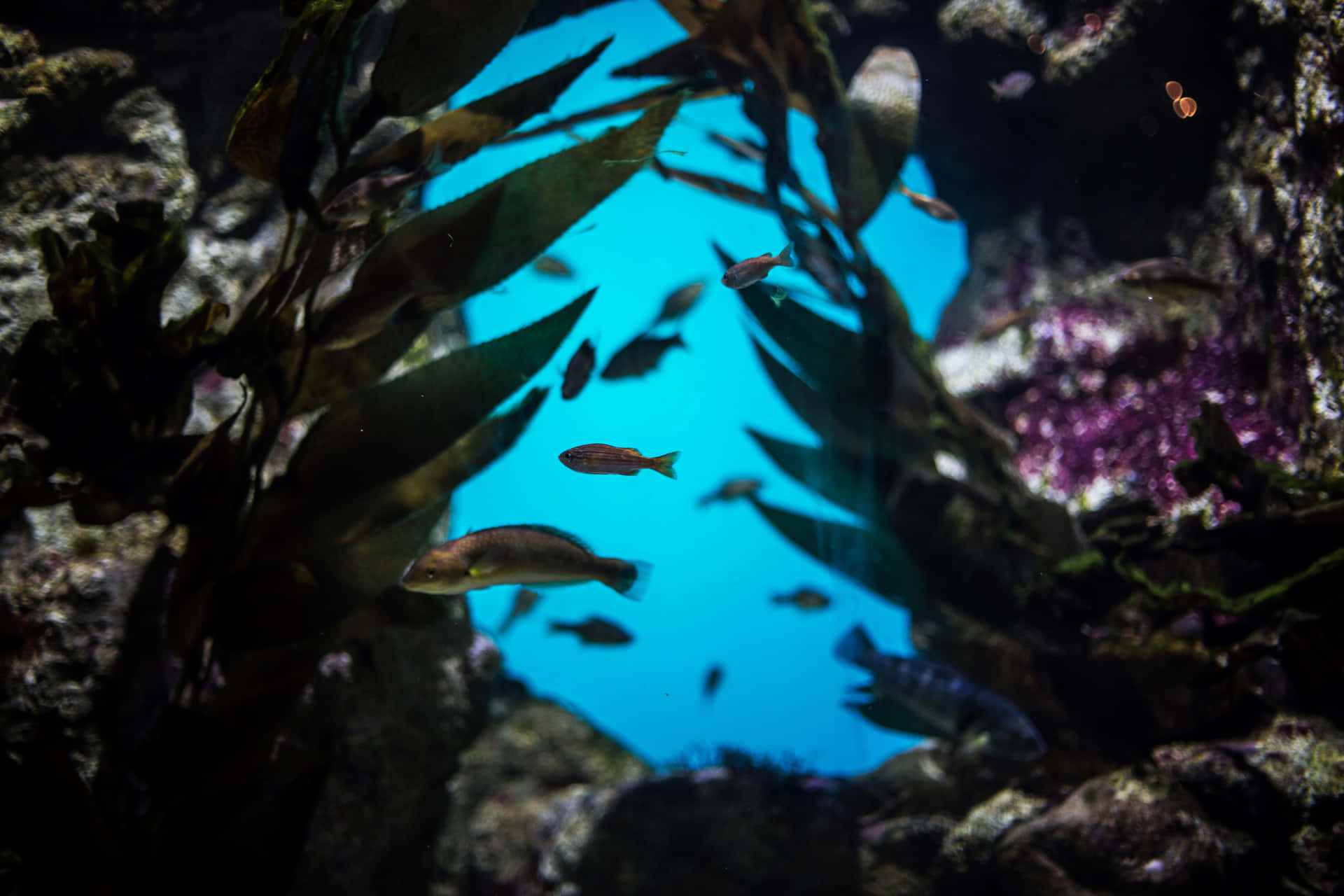 Aquarium Life California Academy Sciences Wallpaper