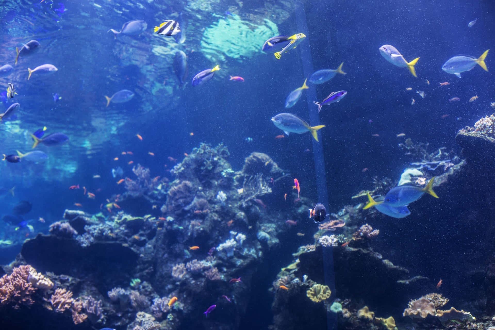 Aquarium Life California Academy Sciences Wallpaper