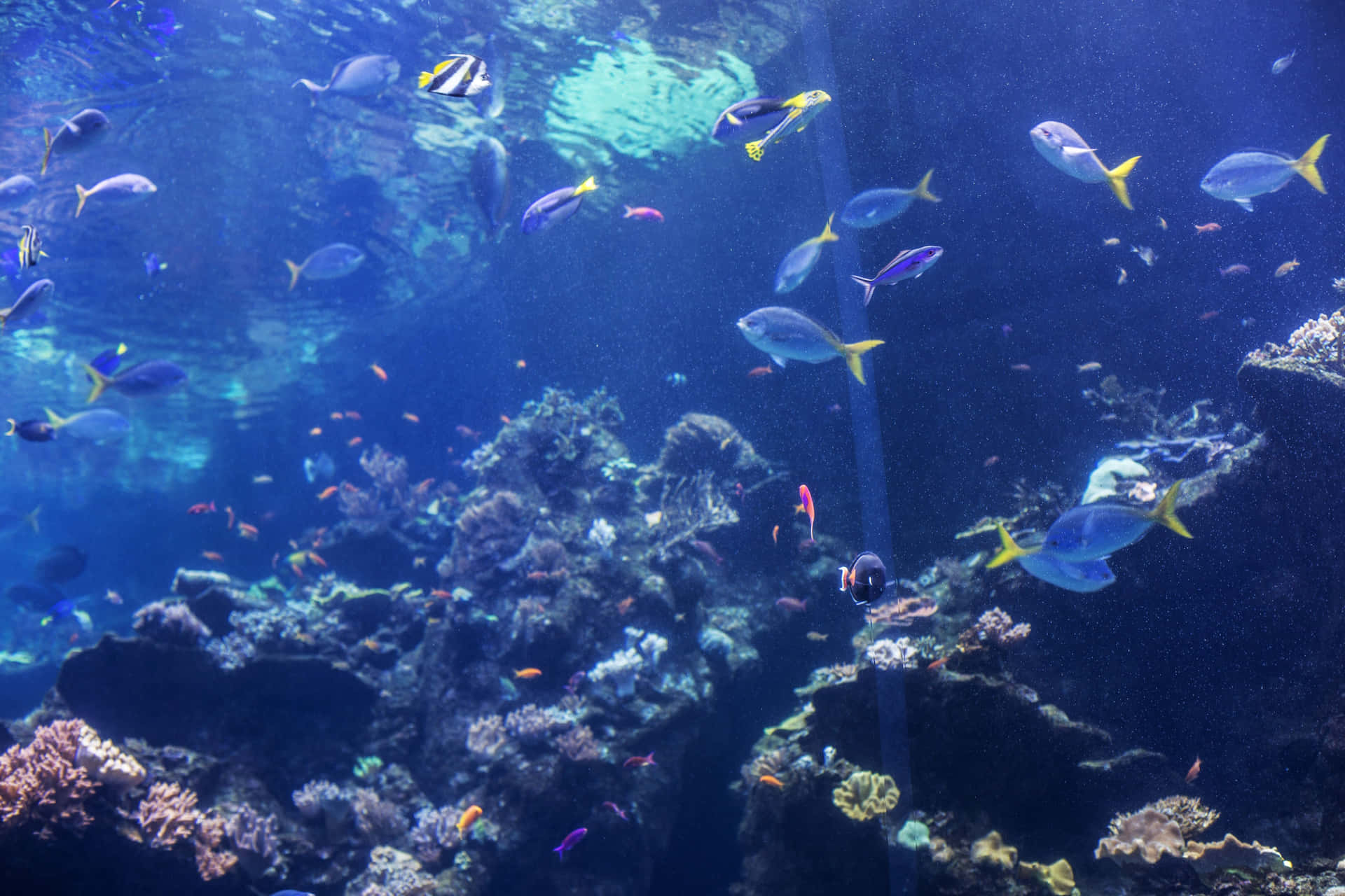 Vie Aquatique À L'académie Des Sciences De Californie Fond d'écran