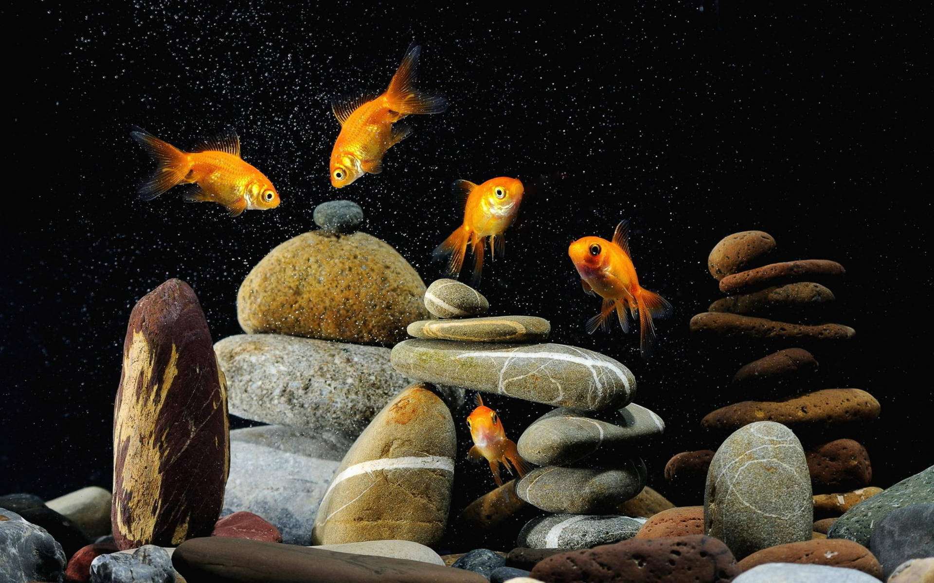Aquarium Rocks And Goldfish Wallpaper
