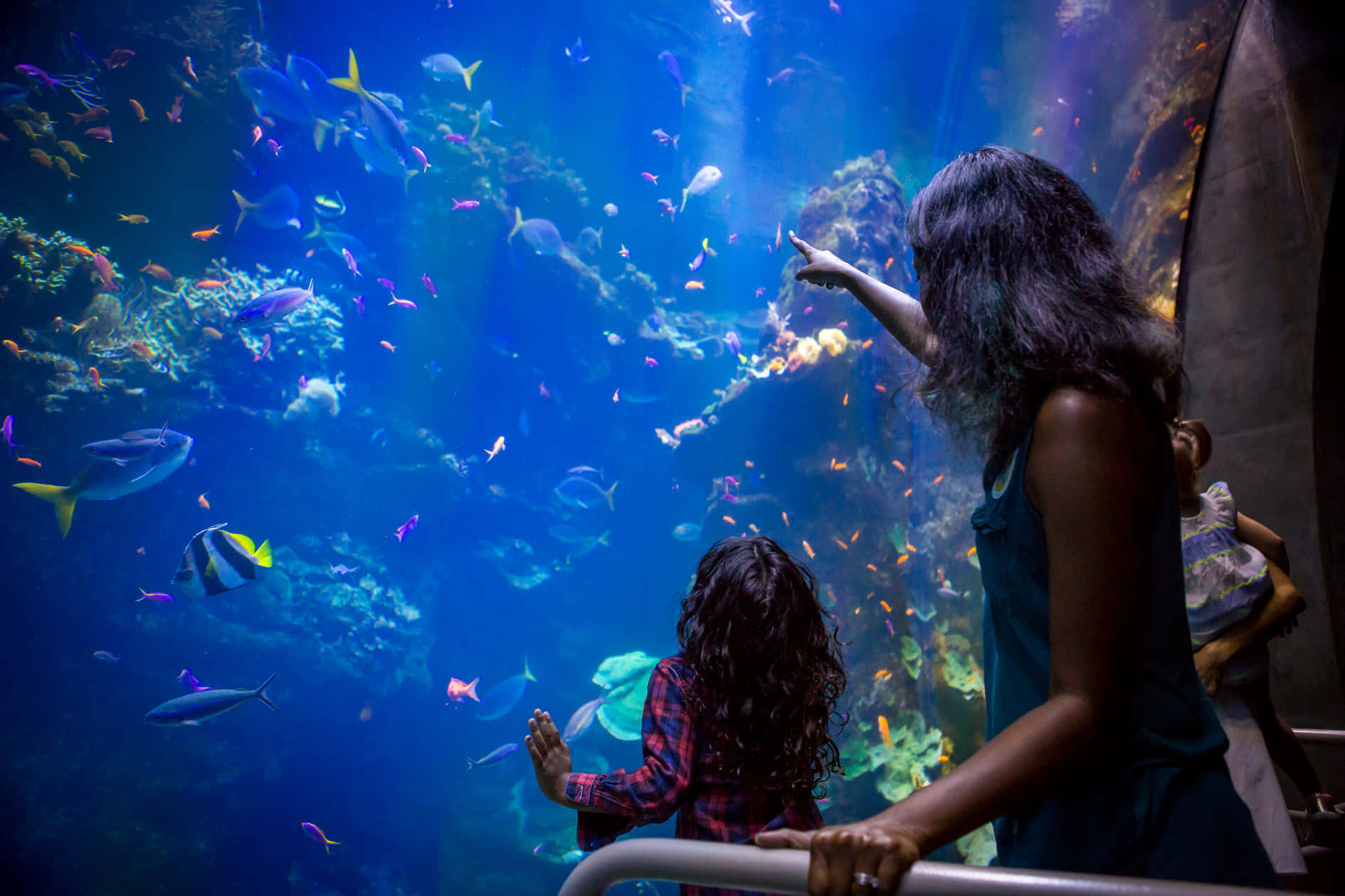 Visite De L'aquarium À L'académie Des Sciences De Californie Fond d'écran