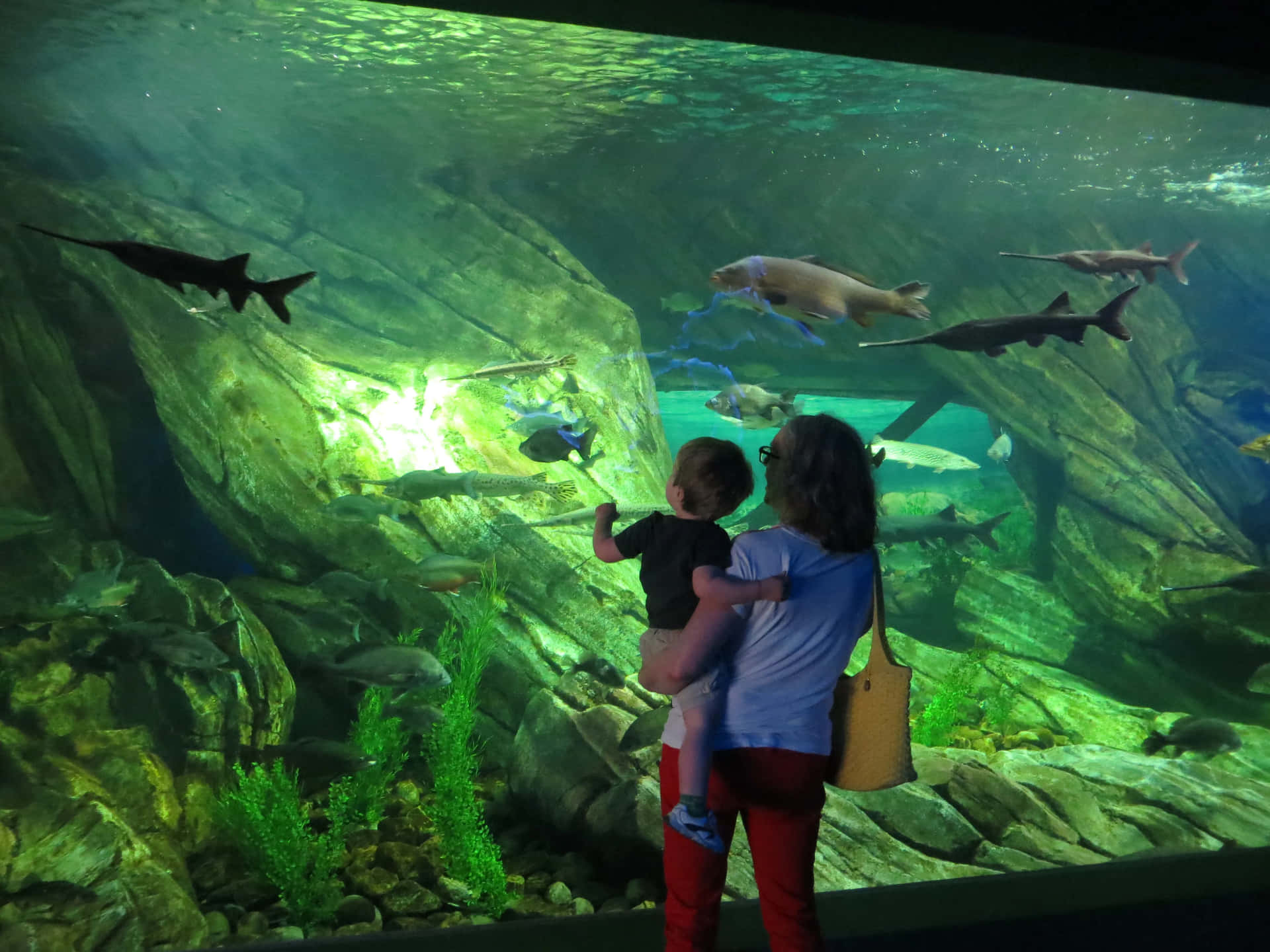 Aquarium Visit With Sharks Wallpaper