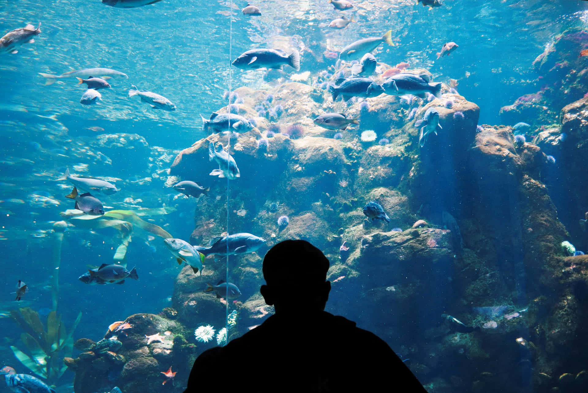 Aquarium Visitor Silhouette Wallpaper