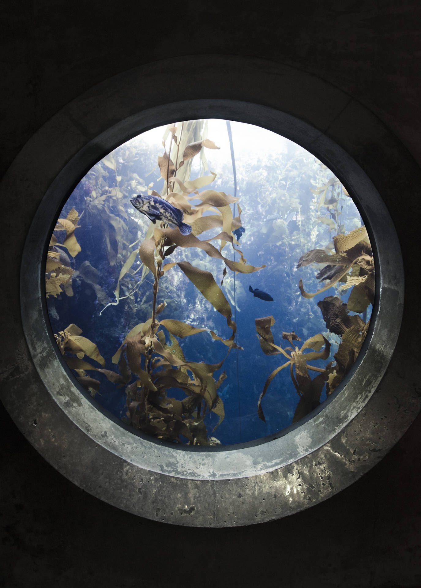 Aquariumfönster Topp Iphone. Wallpaper