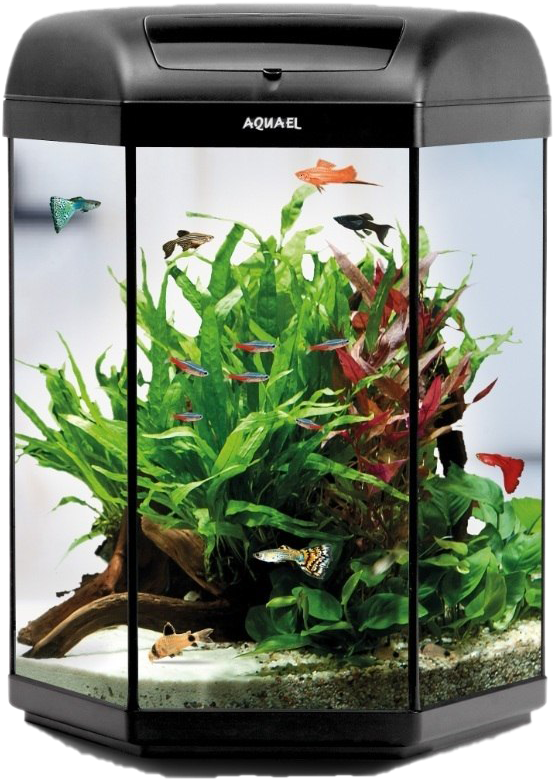 Aquarium With Tropical Fishand Plants PNG