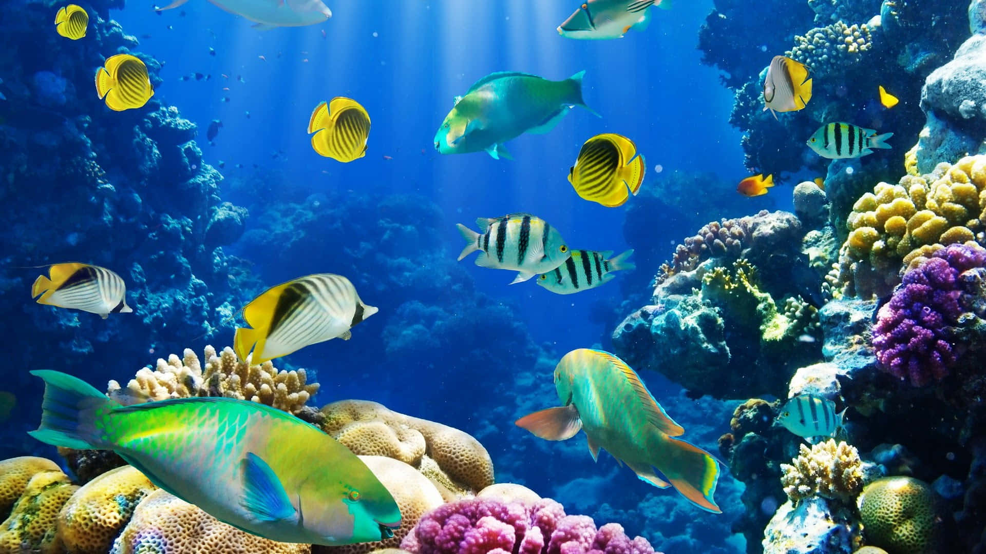 Caption: Vibrant Underwater Ecosystem