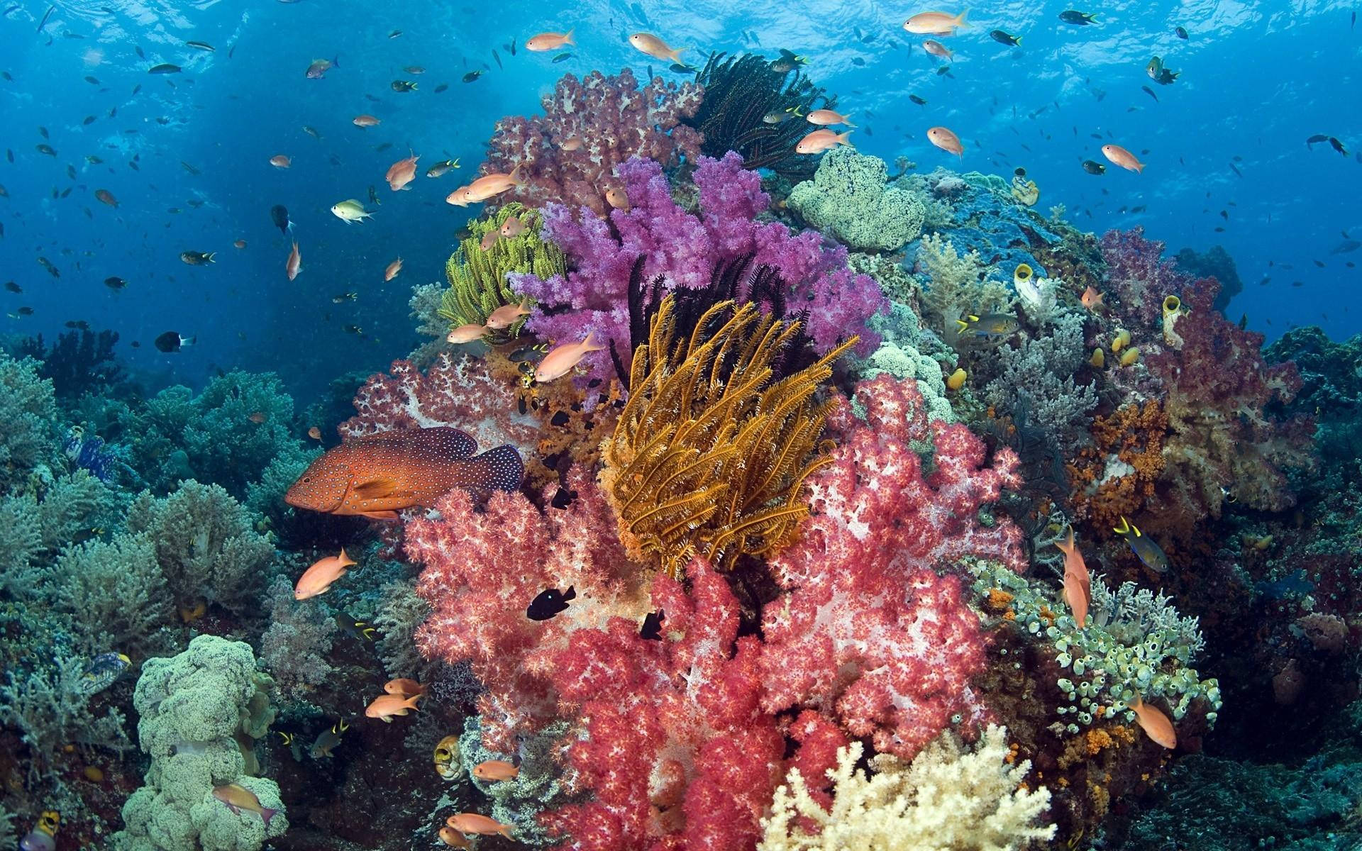 Aquatic Corals In Seafloor Wallpaper