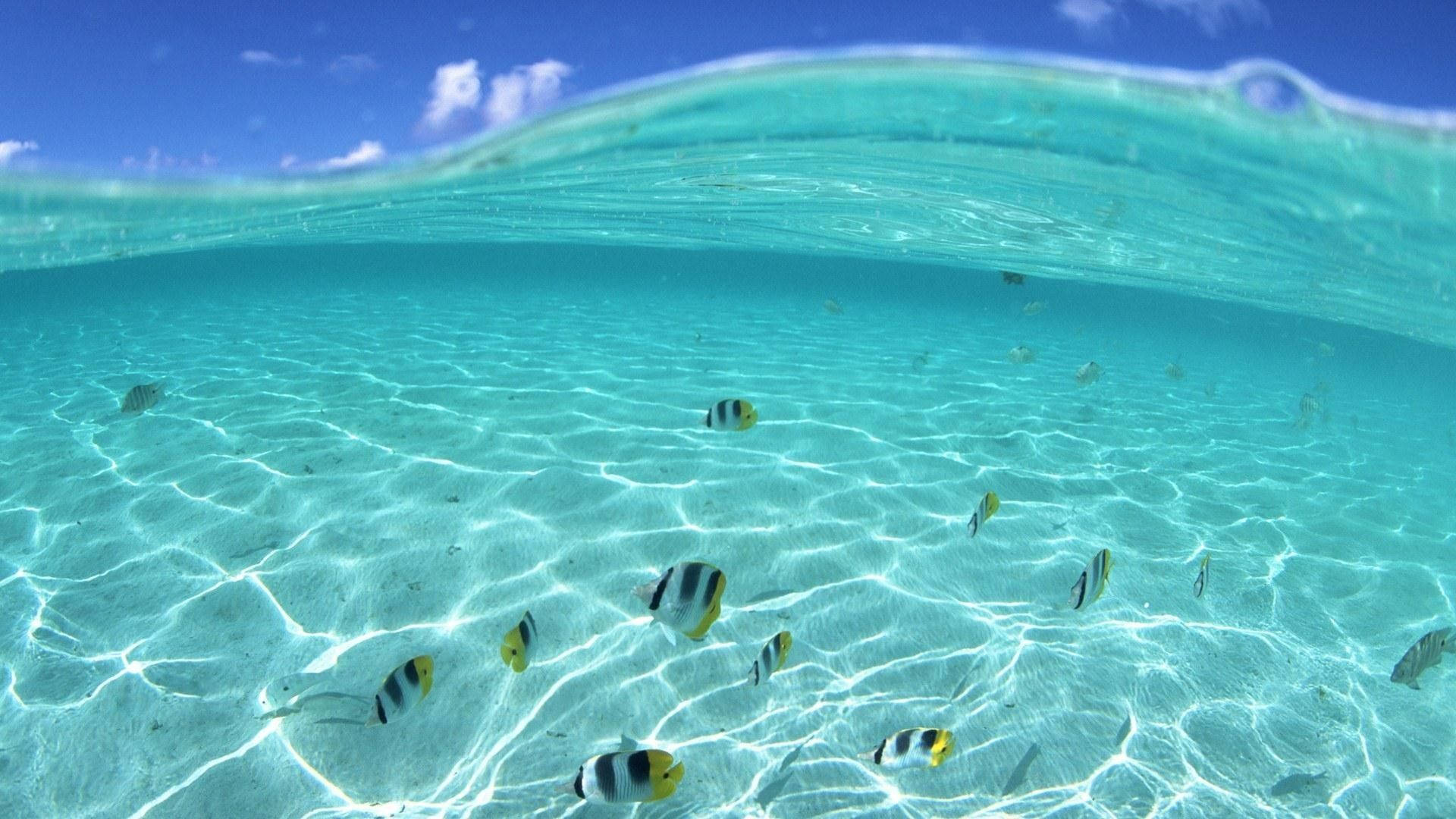 Aquatic Fishes Underwater Wallpaper