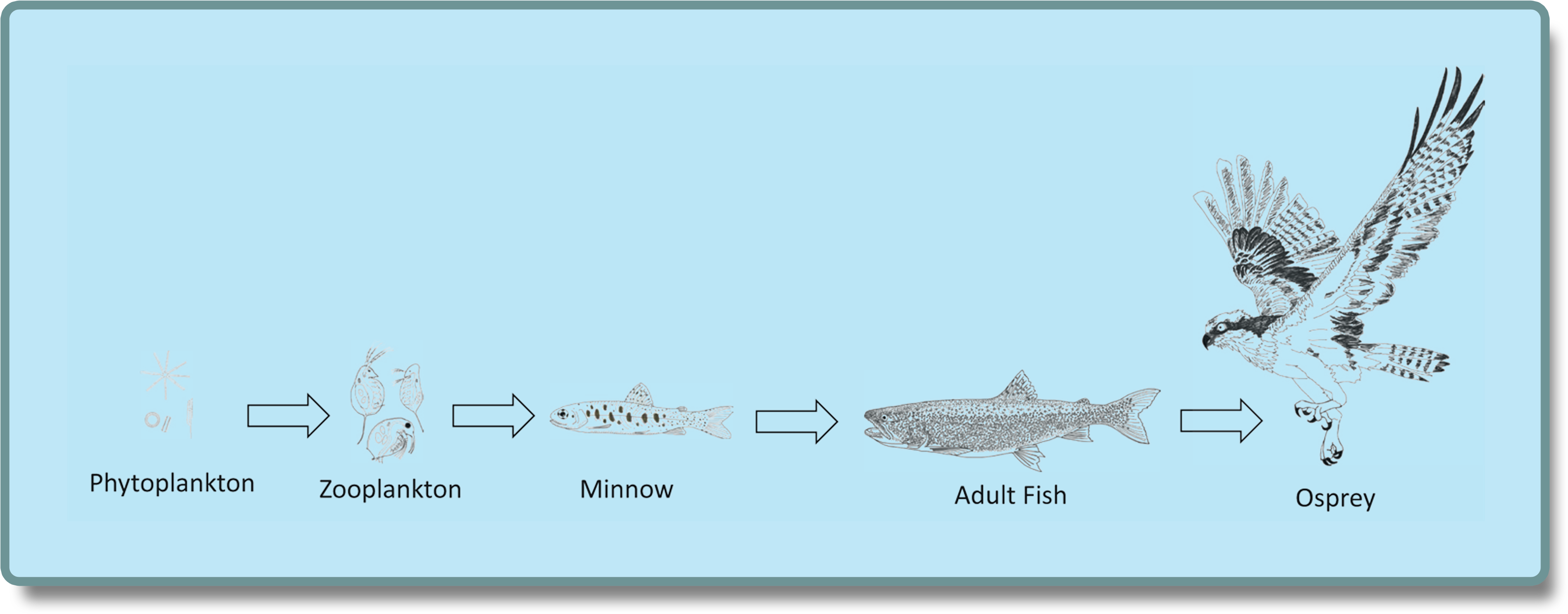 Aquatic_ Food_ Chain_ Illustration PNG