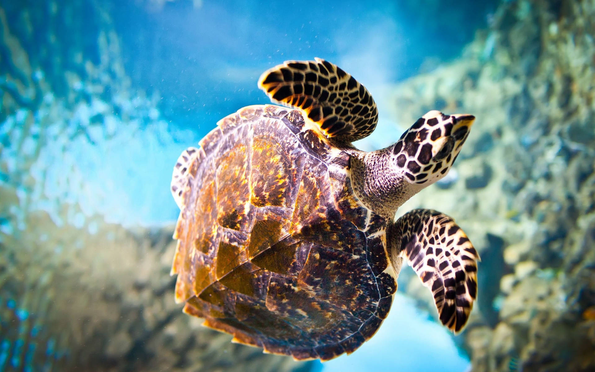 Aquatic Hawksbill Sea Turtle