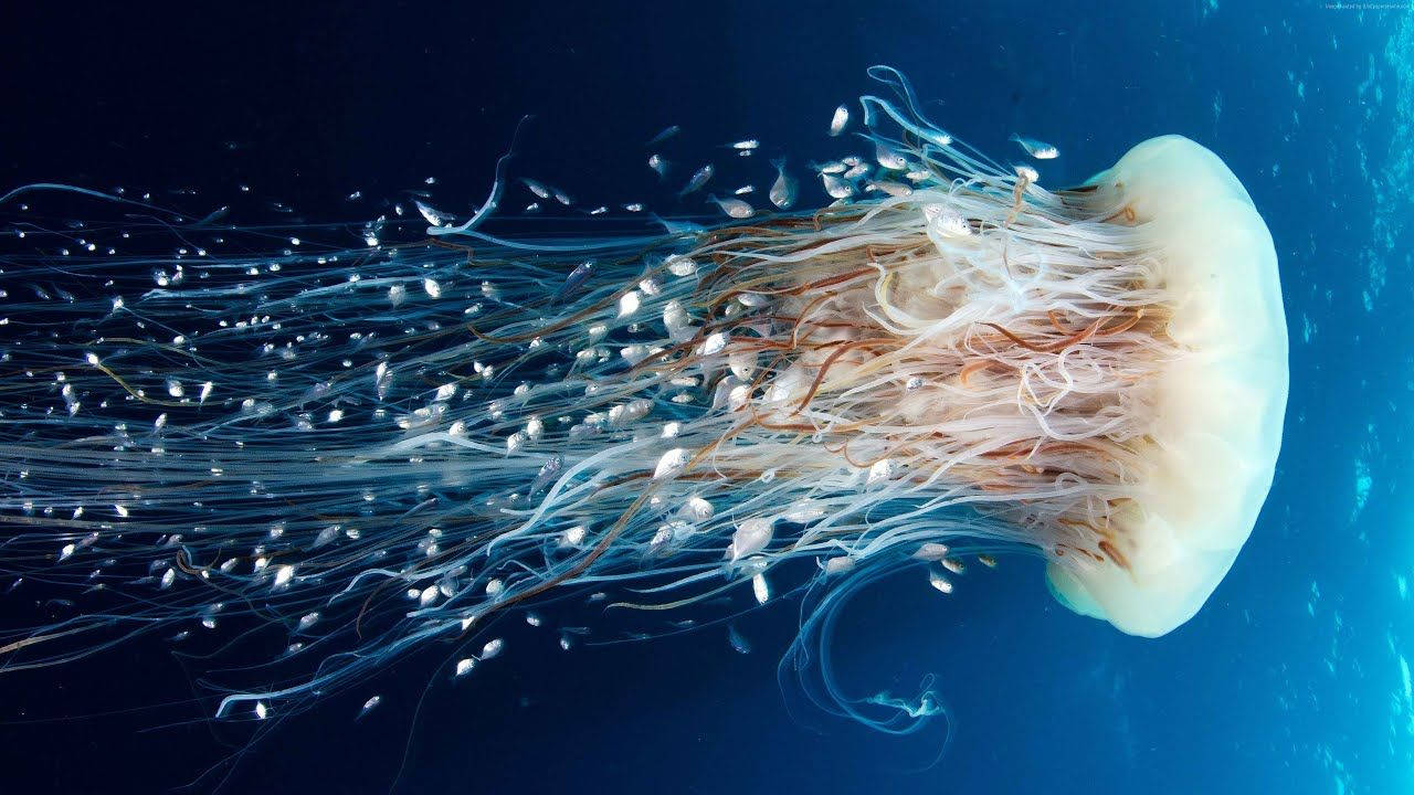 Aquatic Jellyfisk med lange tentakler, som svømmer op og ned Wallpaper
