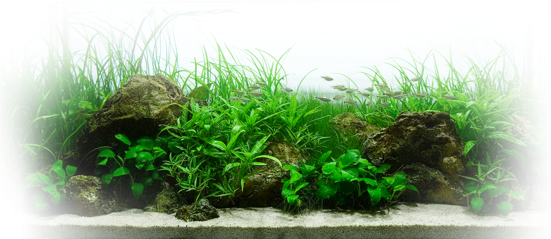 Aquatic Plants Aquarium Landscape PNG