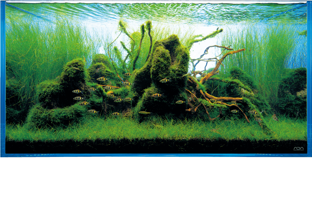 Aquatic Plantsand Fish Aquarium PNG