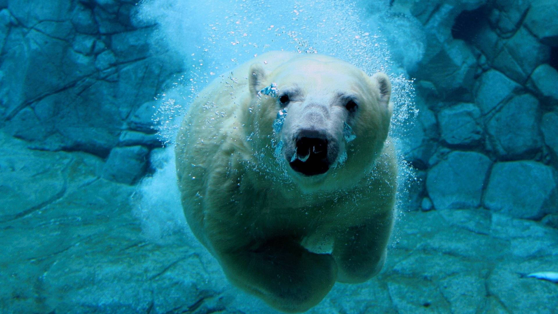Aquatic Polar Bear Wallpaper