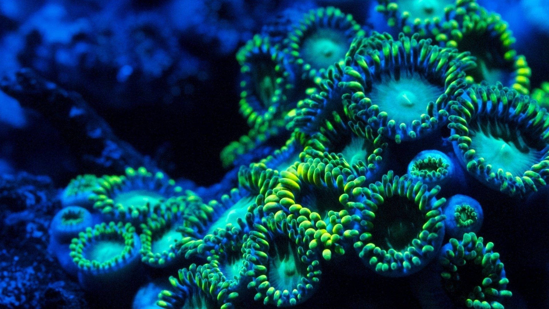 Aquatic Sea Coral Wallpaper