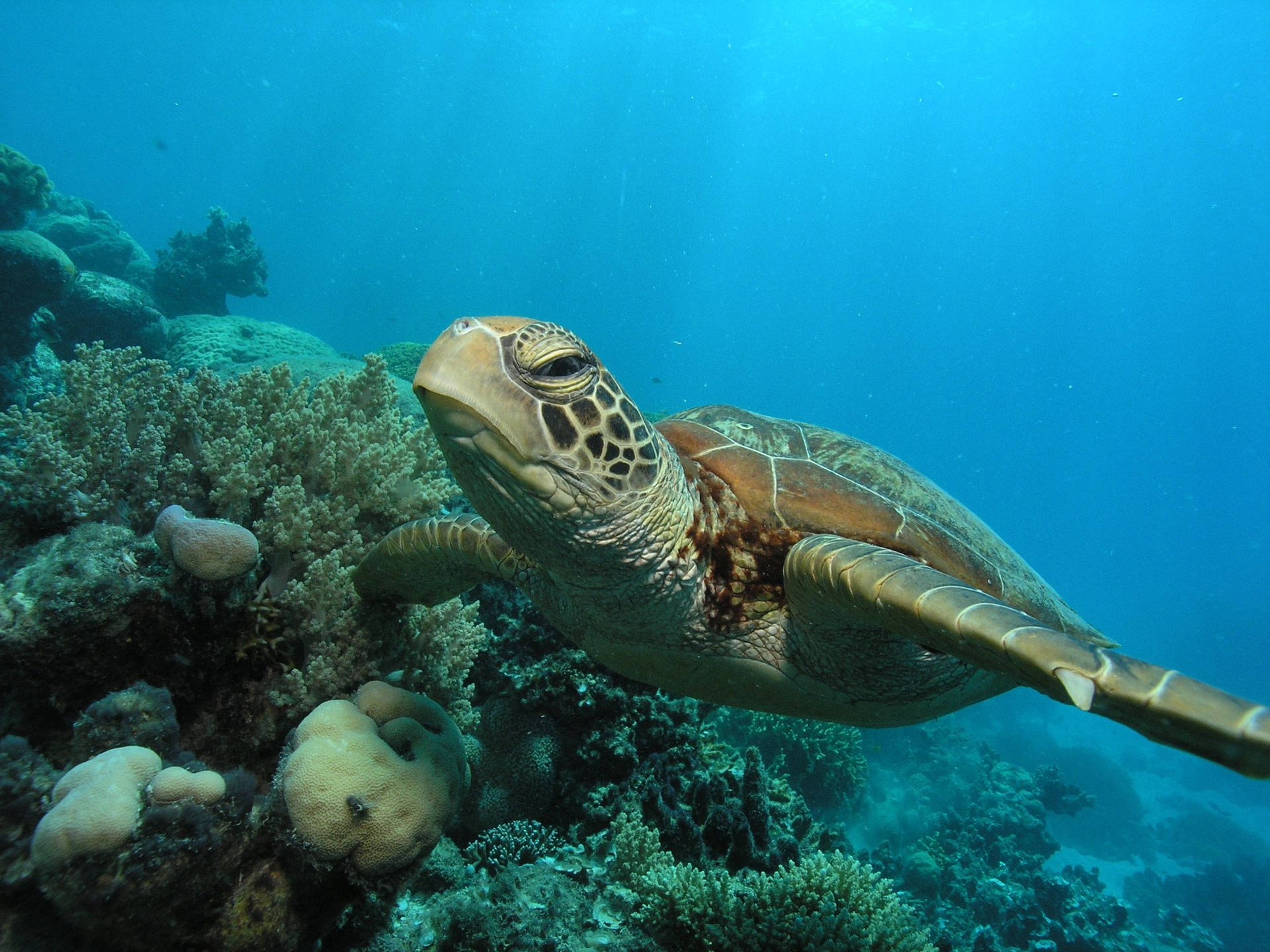 Aquatic Sea Turtle Swimming