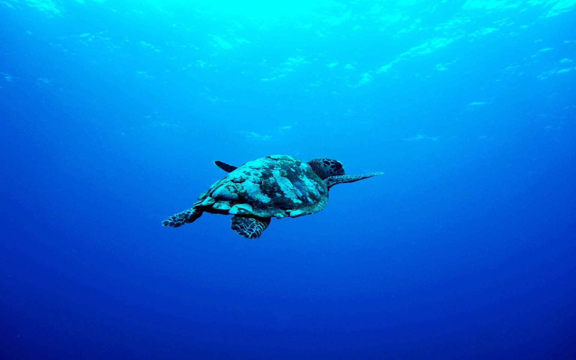 Aquatic Turtle In Deep Blue Ocean