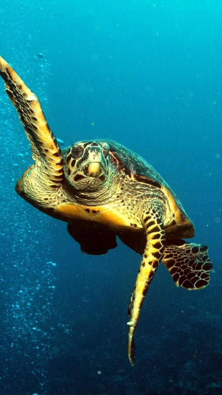 Majestic Aquatic Turtle Basking In Its Natural Habitat Wallpaper