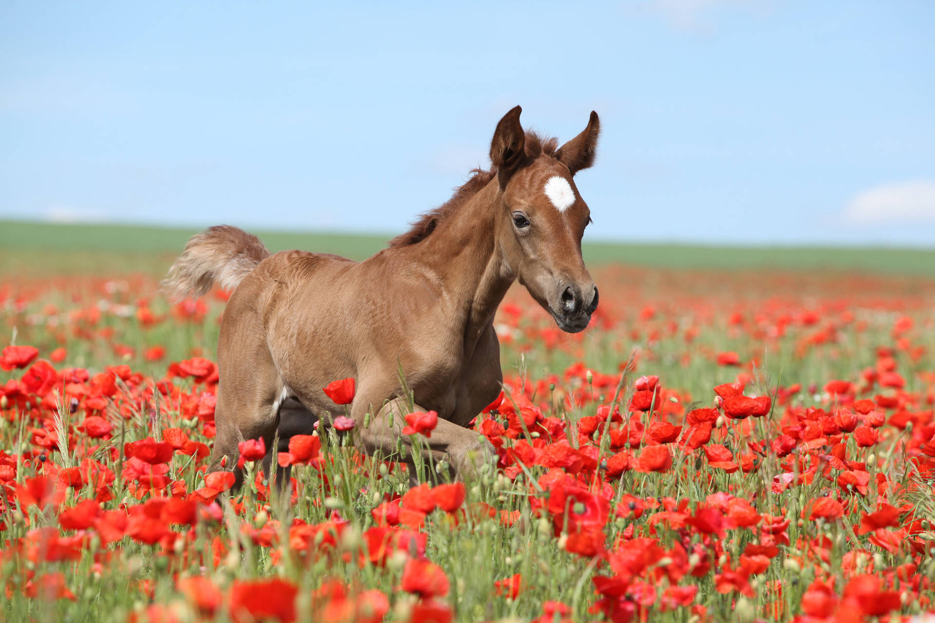 Arabian Foal Running In Red Poppy Field Wallpaper