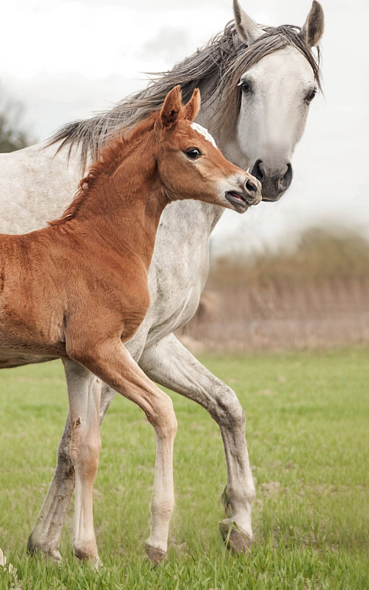 Arabian Horse And Young Foal Stepping In Sync Wallpaper