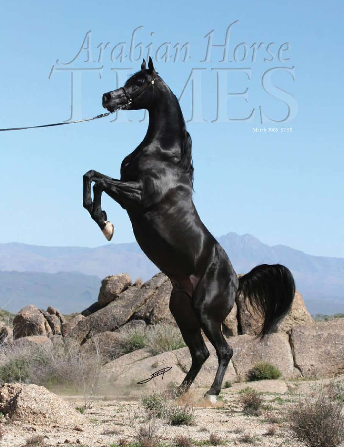 A Black Horse Standing On Its Hind Legs