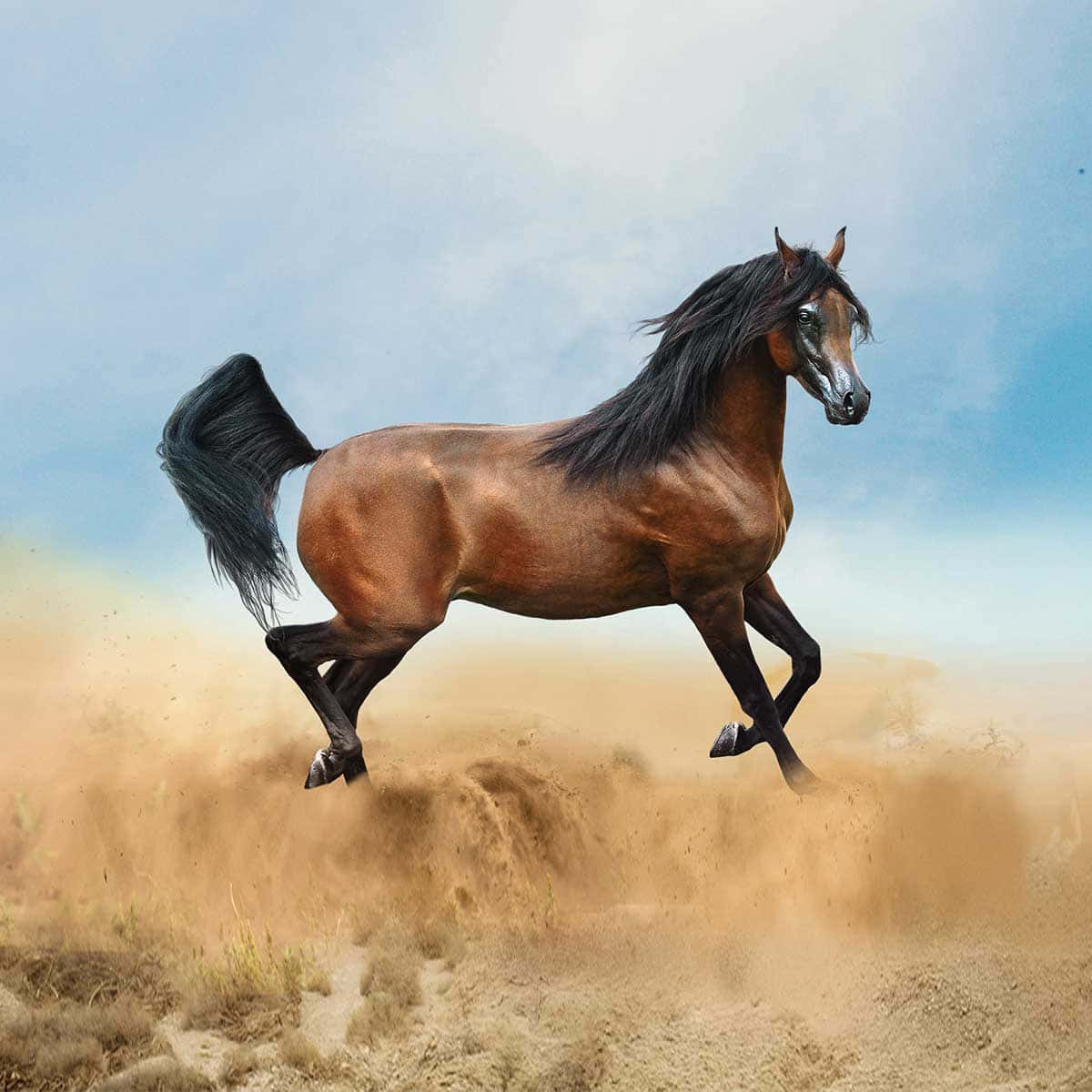 A Horse Running In The Desert With A Blue Sky