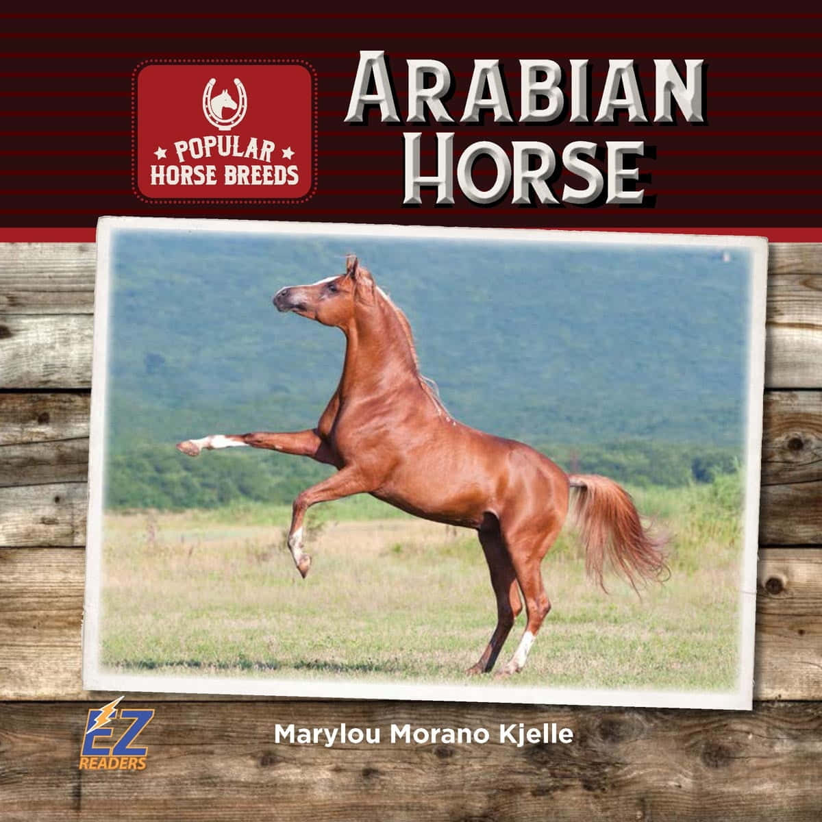 An alluring Arabian Horse with its noble and regal stature