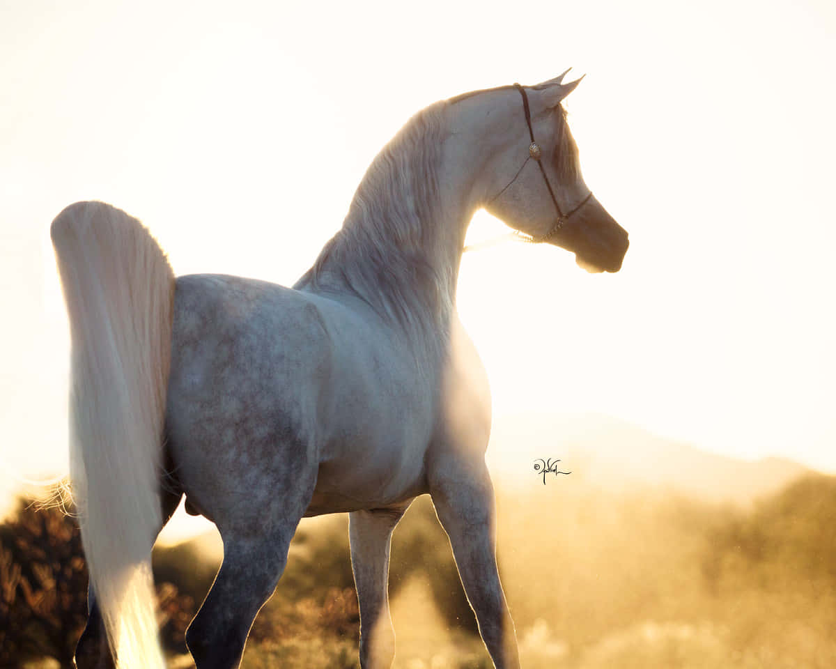 Majestic White Arabian Horse Running Free