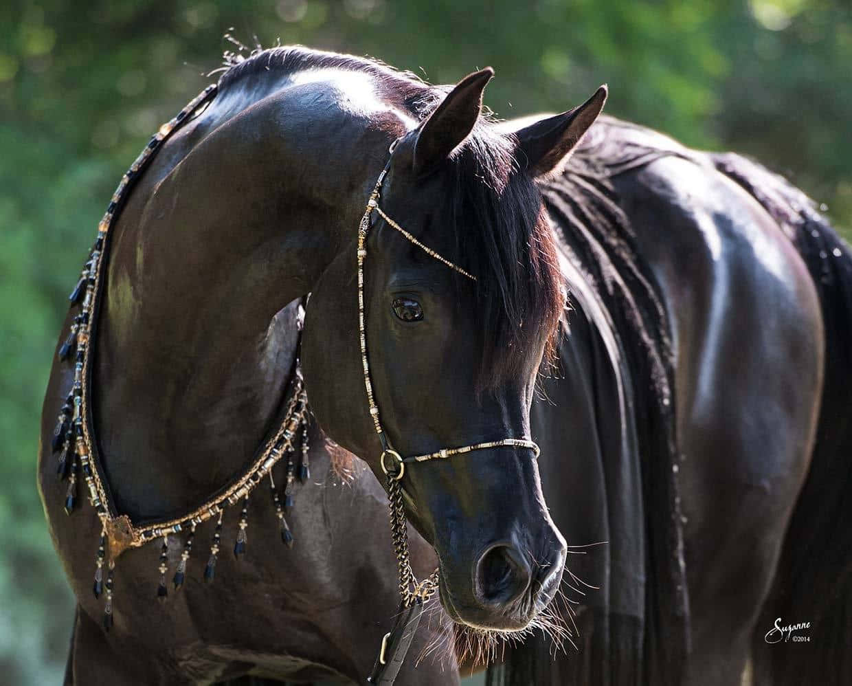 A Black Horse With A Headband