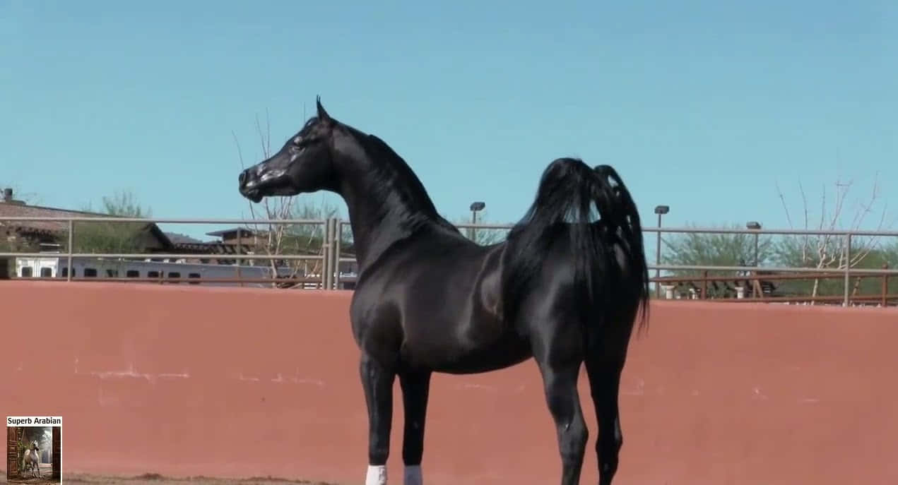 A Black Horse Standing In A Field