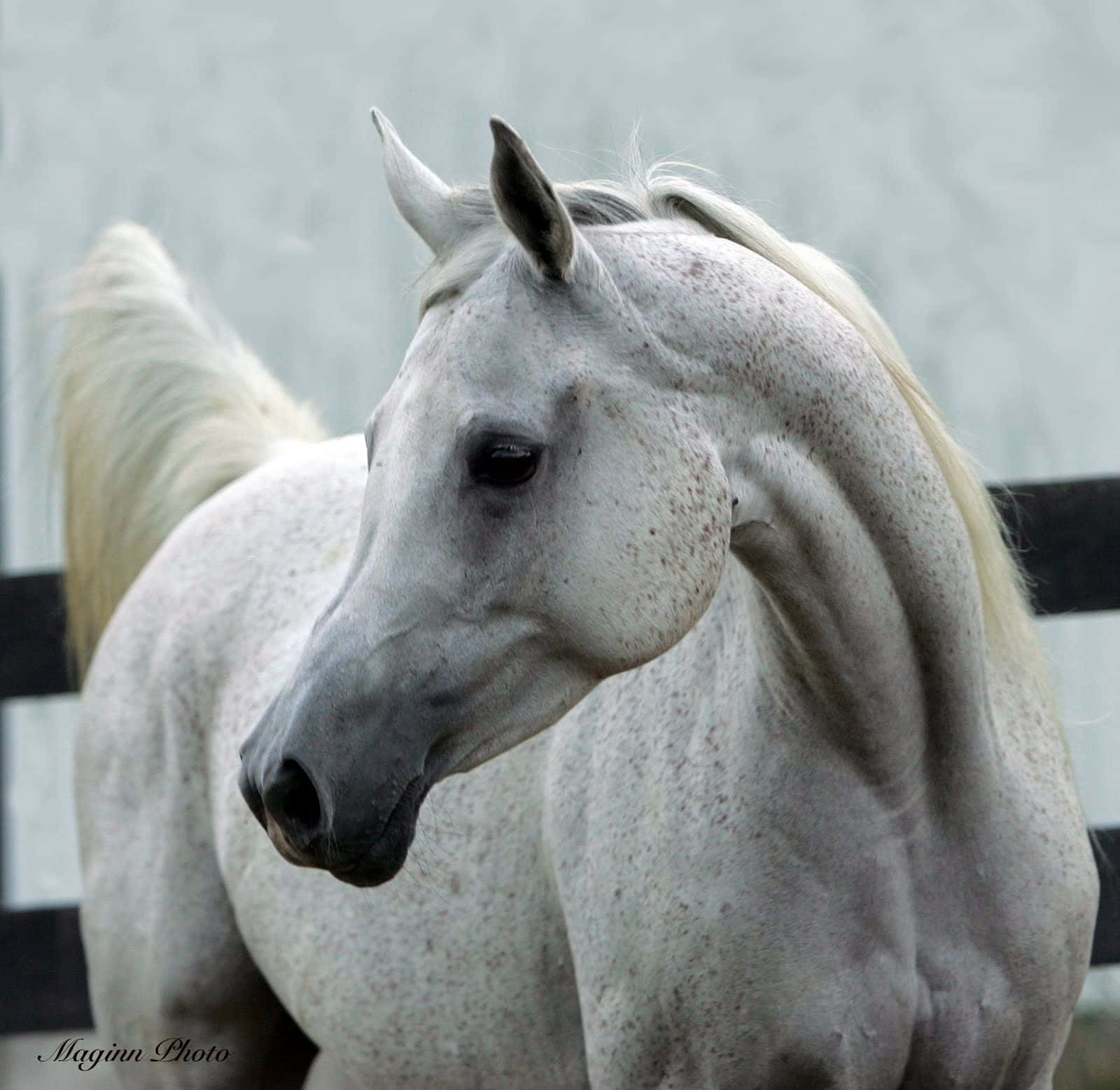 A White Horse Standing In A Fence