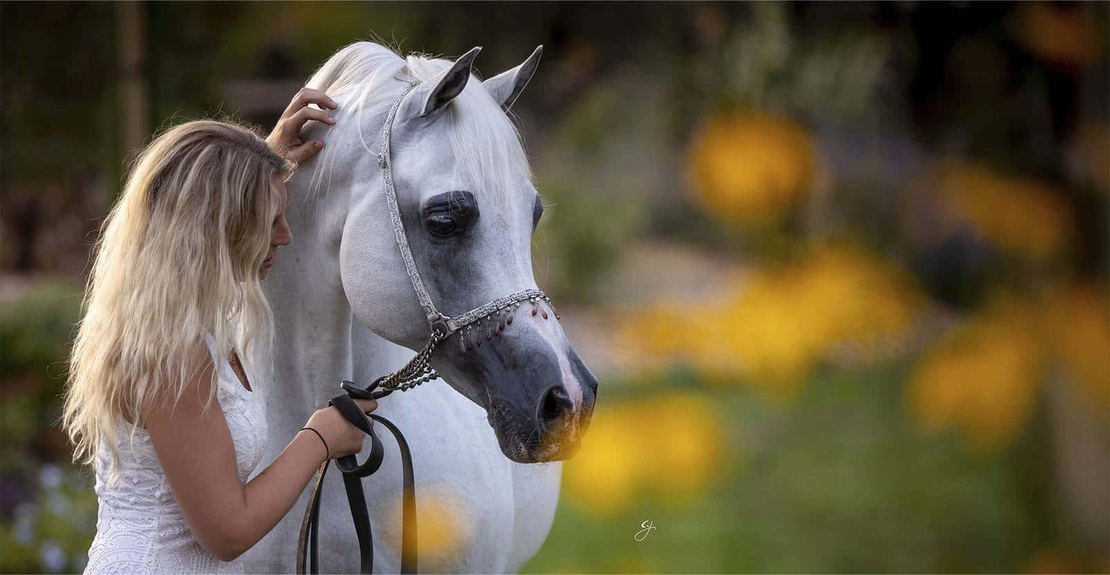 Majestic Arabian Horse
