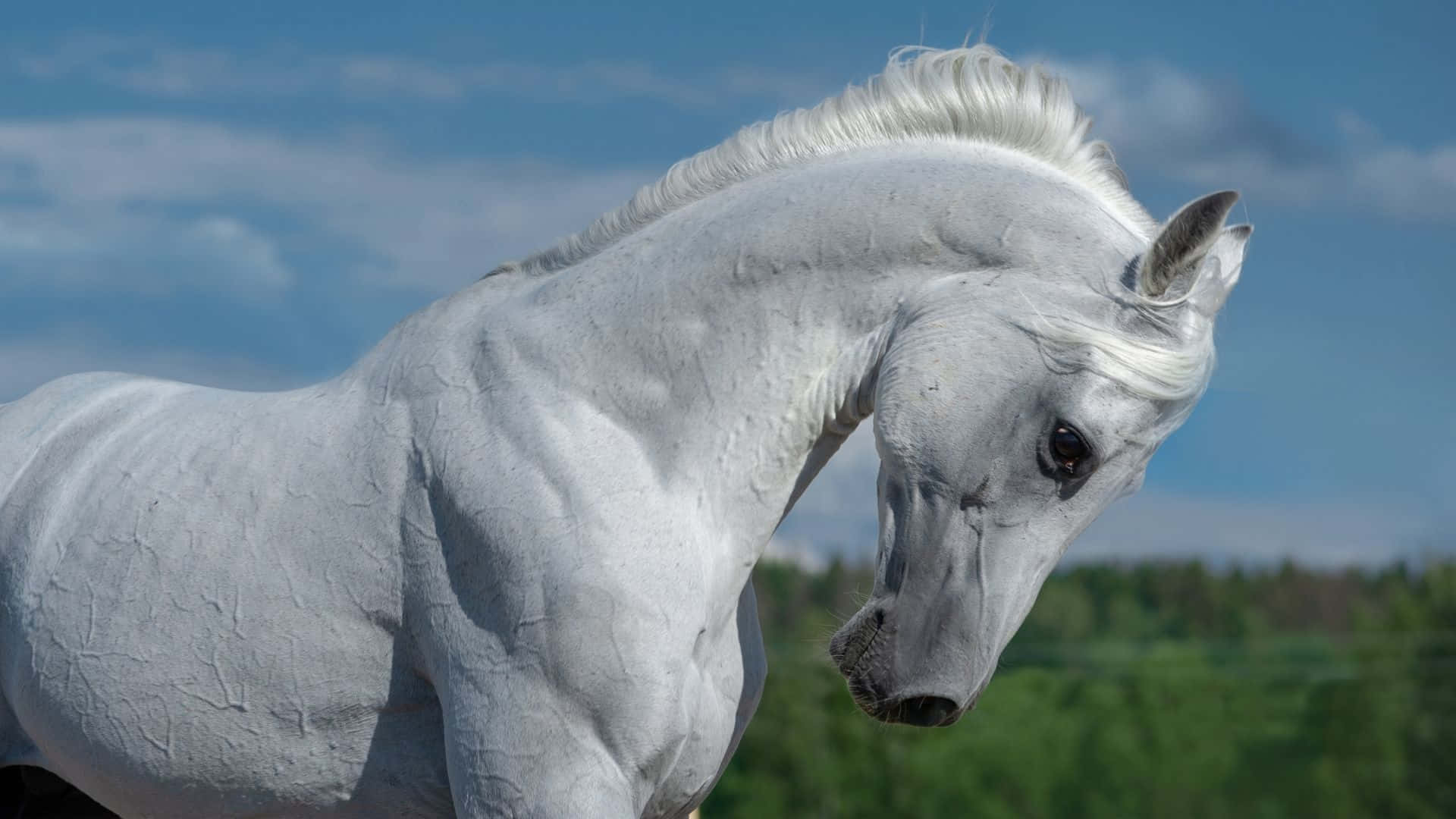 Storslagenskönhet Hos En Arabisk Häst.