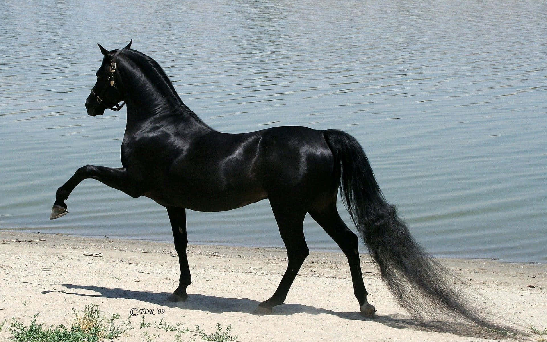 A Black Horse Standing On The Beach