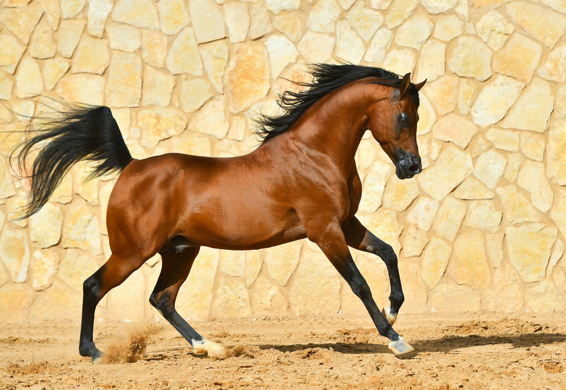A Brown Horse Galloping