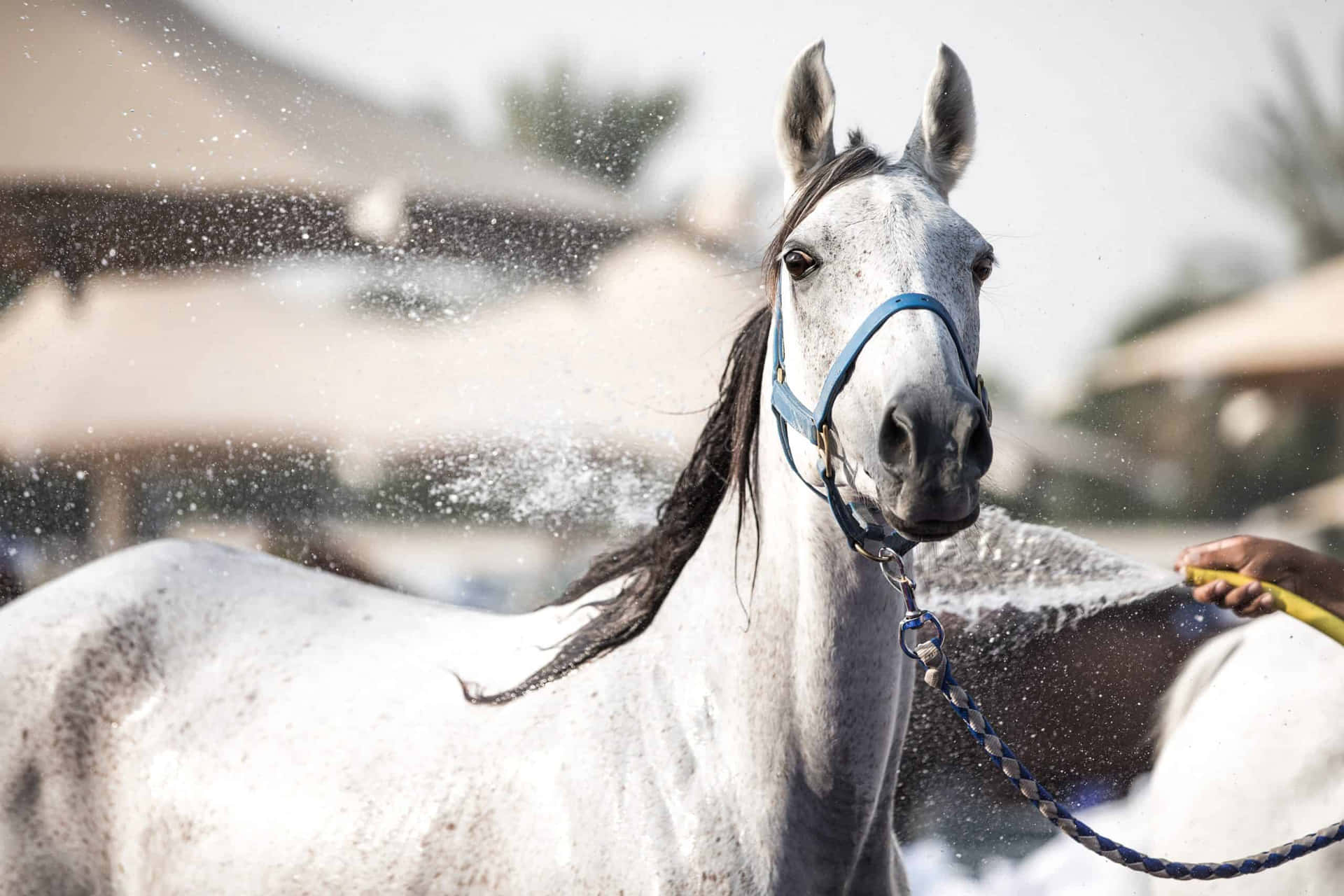 Enman Tvättar En Häst