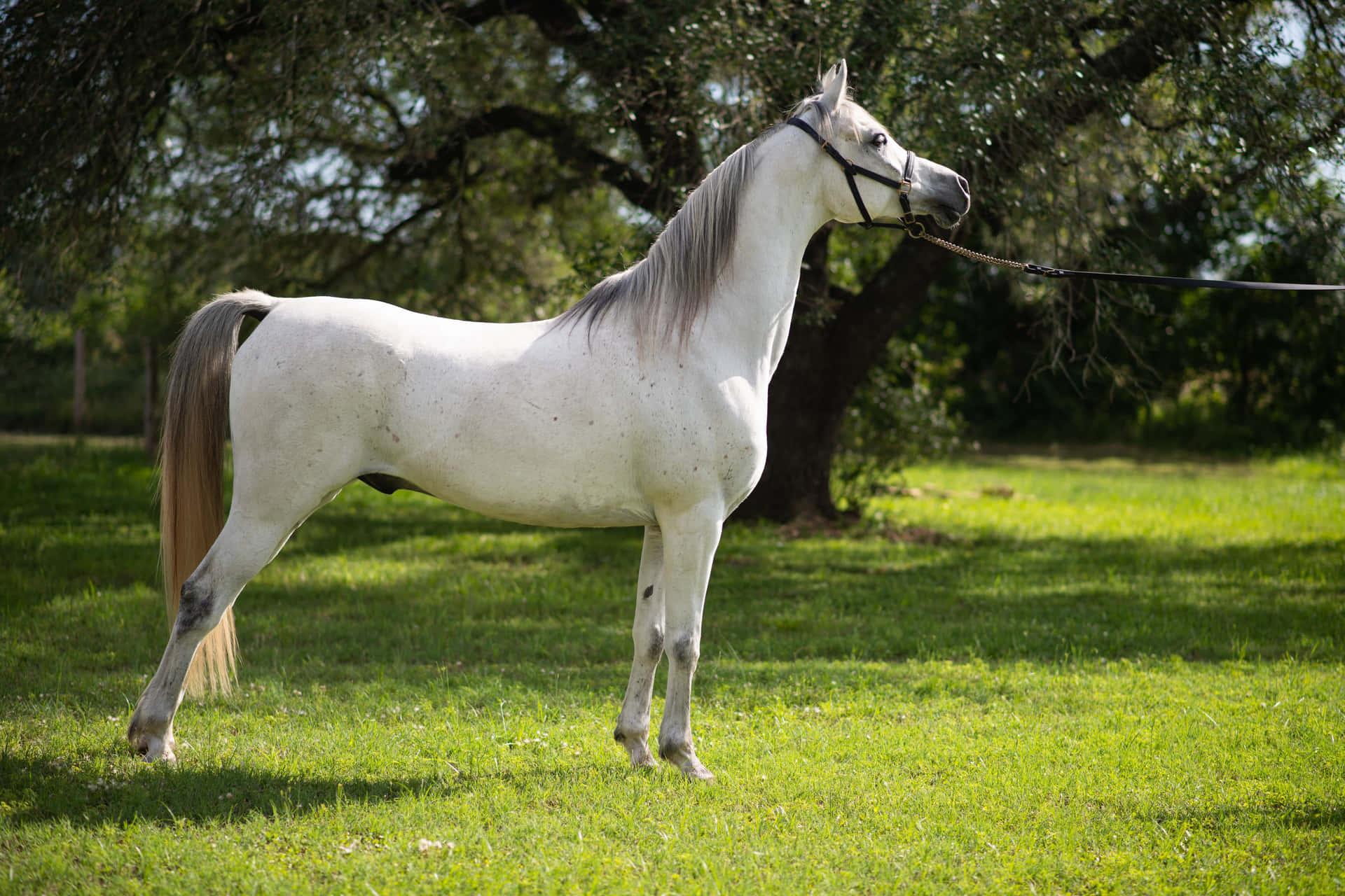 A White Horse Standing In A Field