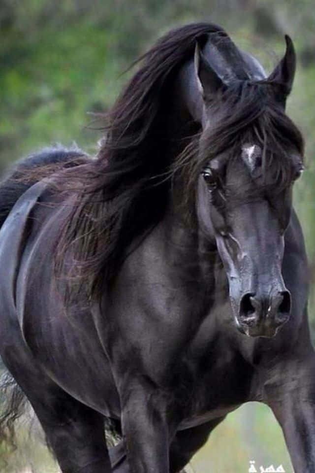 Majestätiskarabisk Häst