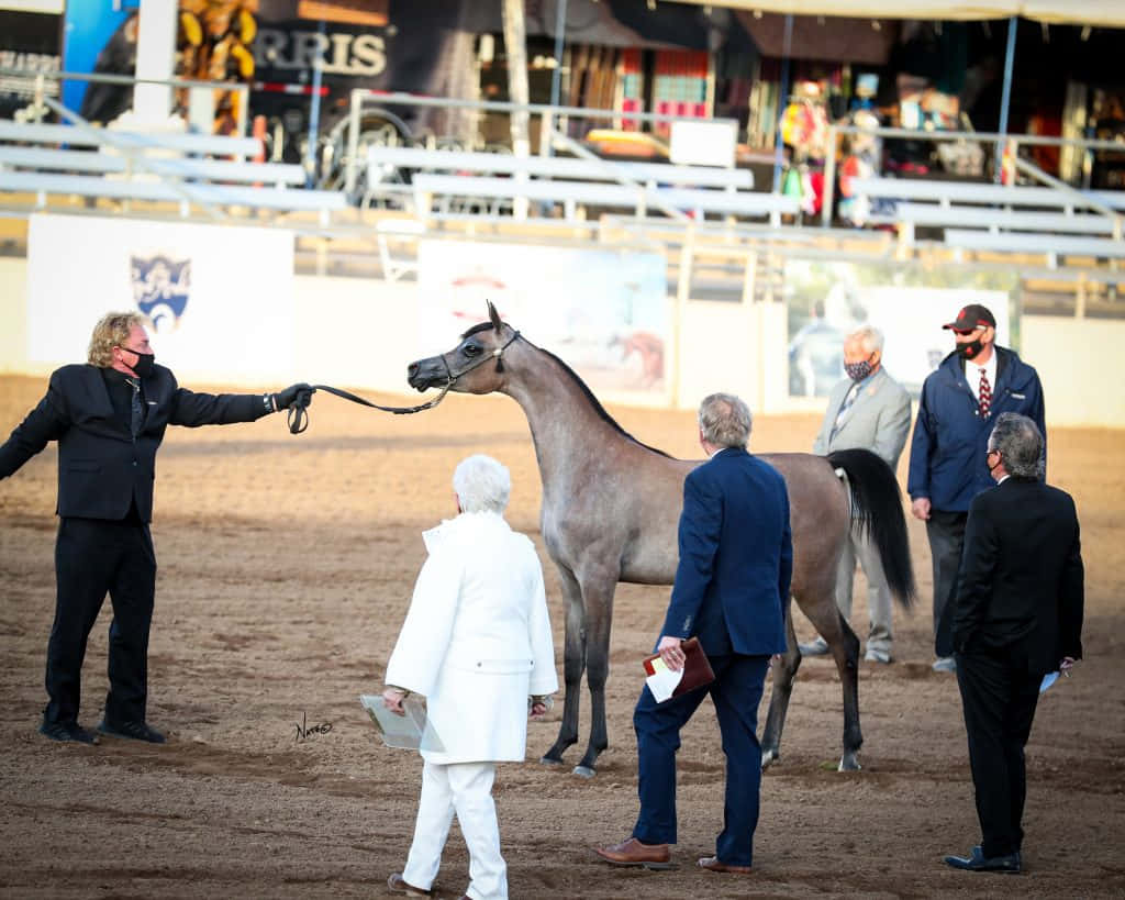 A Horse Is Being Shown In A Dirt Arena