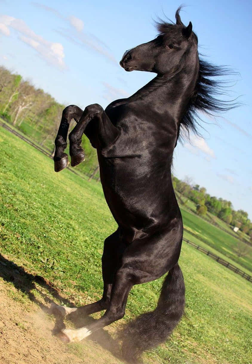 Fantastiskarabisk Häst Poserar I Majestätisk Skönhet.