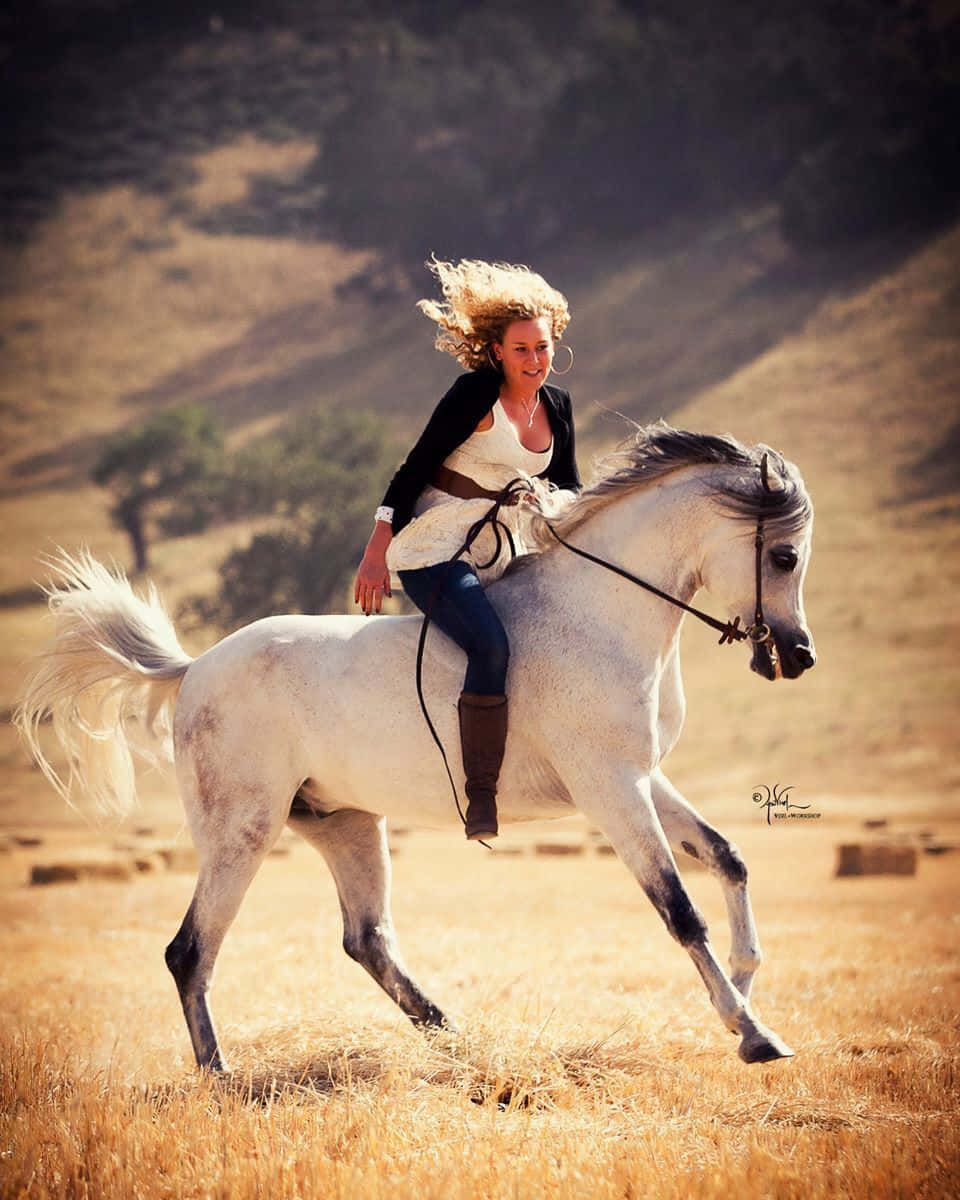 Bilden Bild På En Arabisk Häst Som Står I Solskenet.