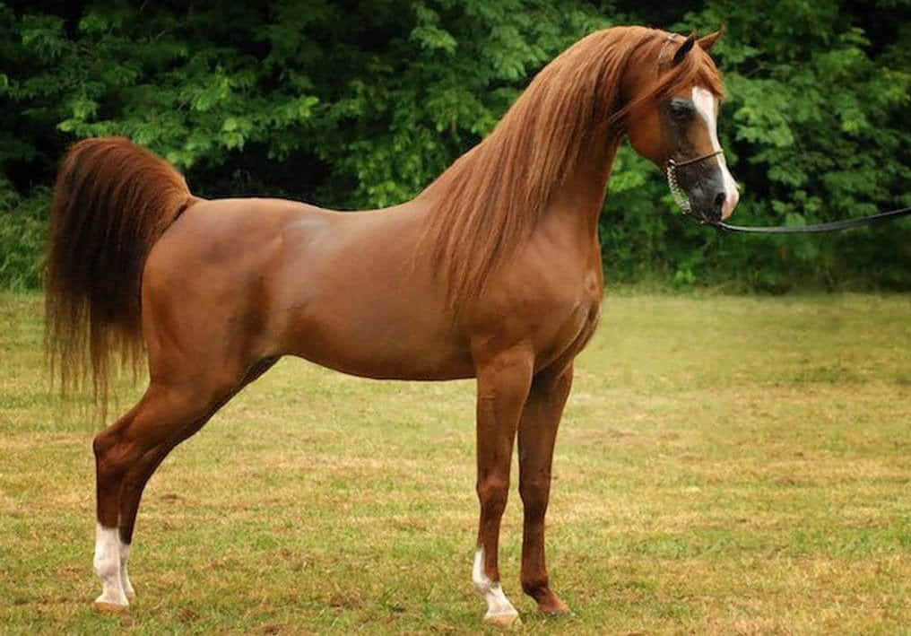 A Beautiful Arabian Horse