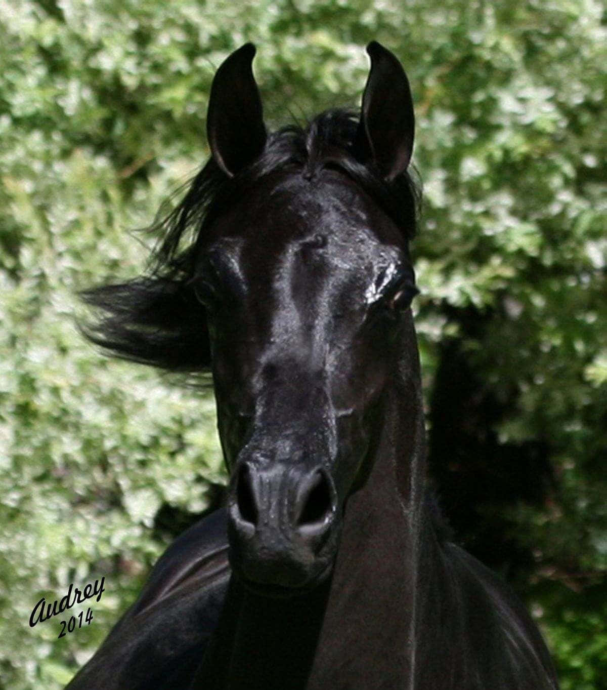 Vildoch Fri | Majestätisk Arabisk Häst