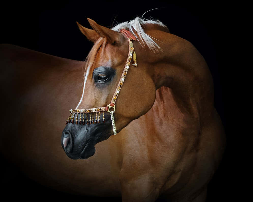 Viltoch Majestätiskt Galopperar En Arabisk Häst Över Slätterna.