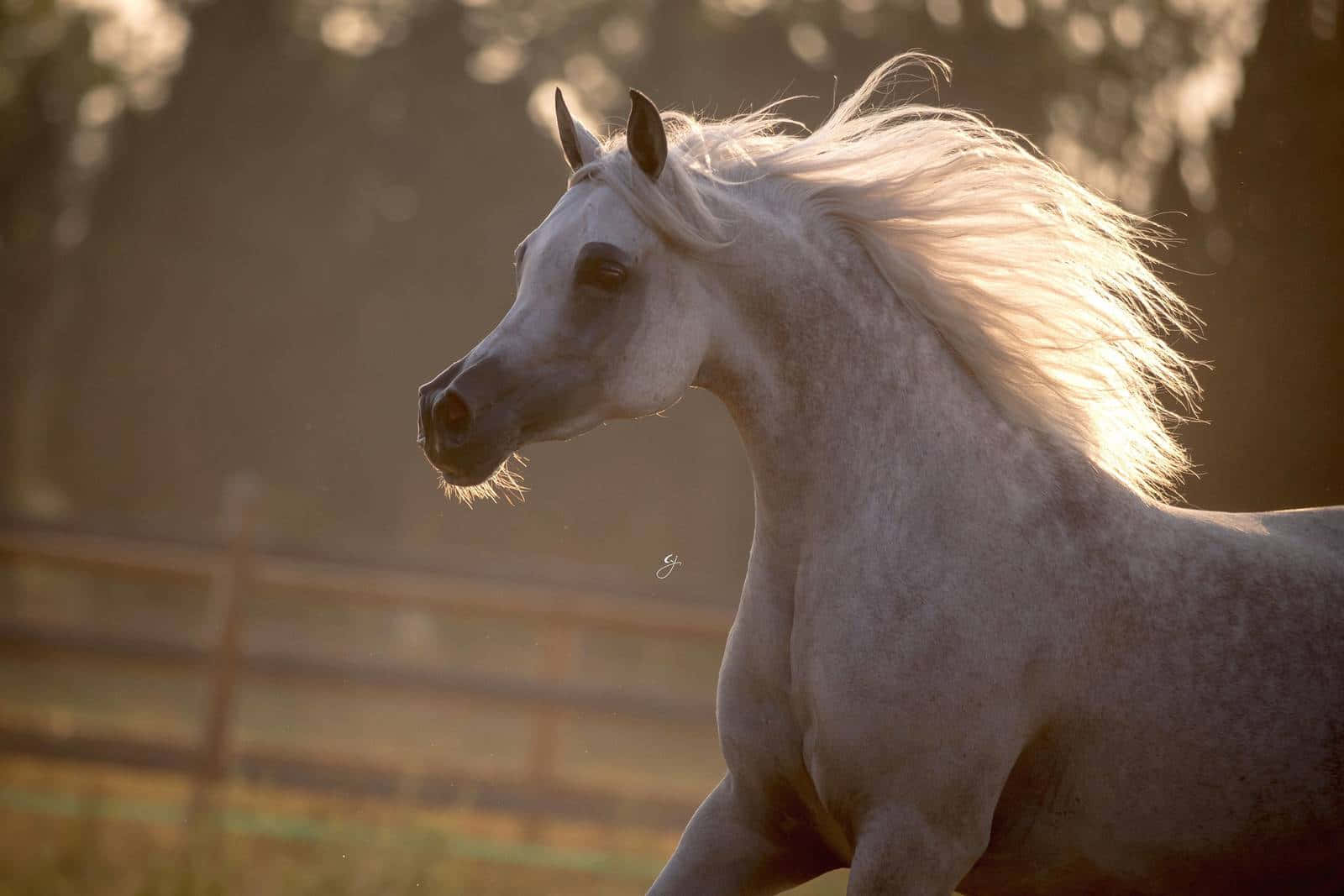 A Majestic Arabian Horse Prancing Through The Field