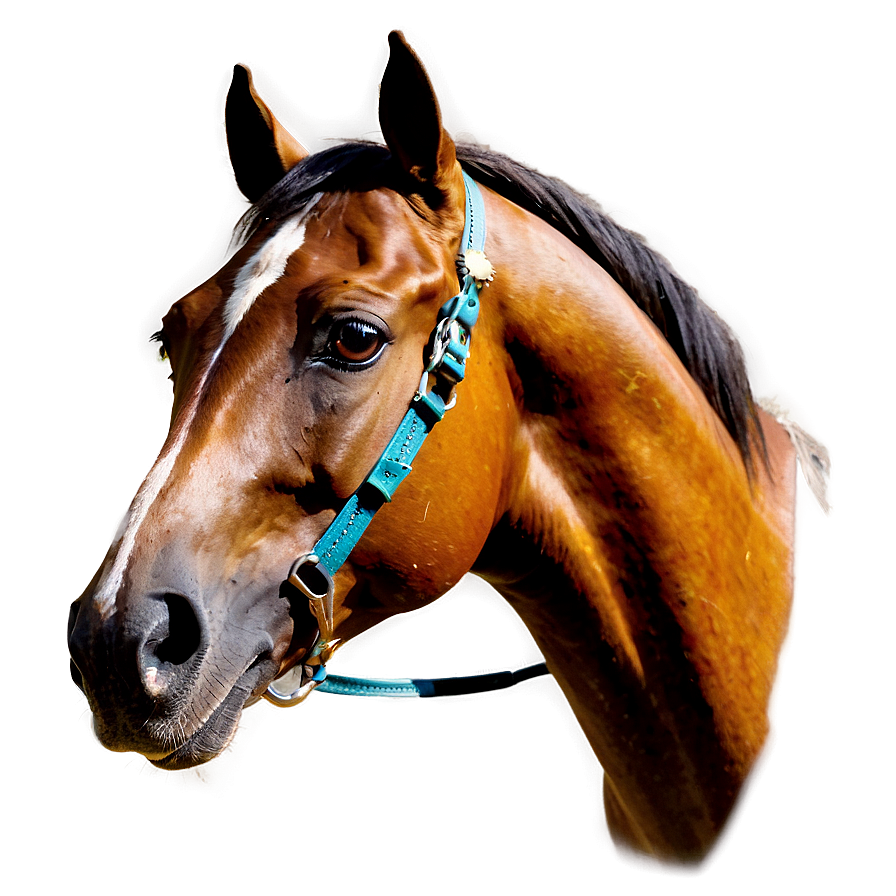 Arabian Horse Png Gws PNG