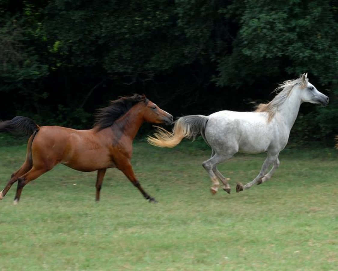 A Pair of Majestic Arabian Stallions Grazing in a Meadow